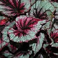 Begonia (Rex), Cherry Mint