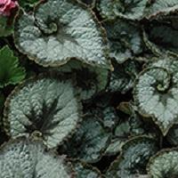 Begonia (Rex), Escargot