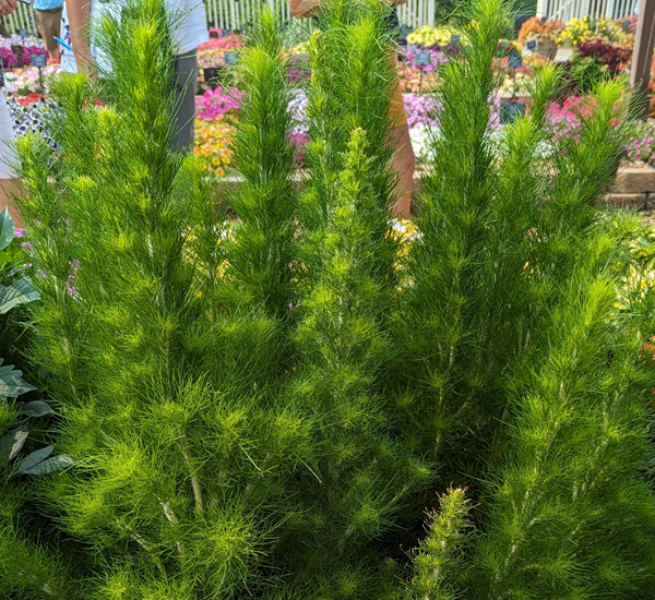 Eupatorium, Elegant Feather