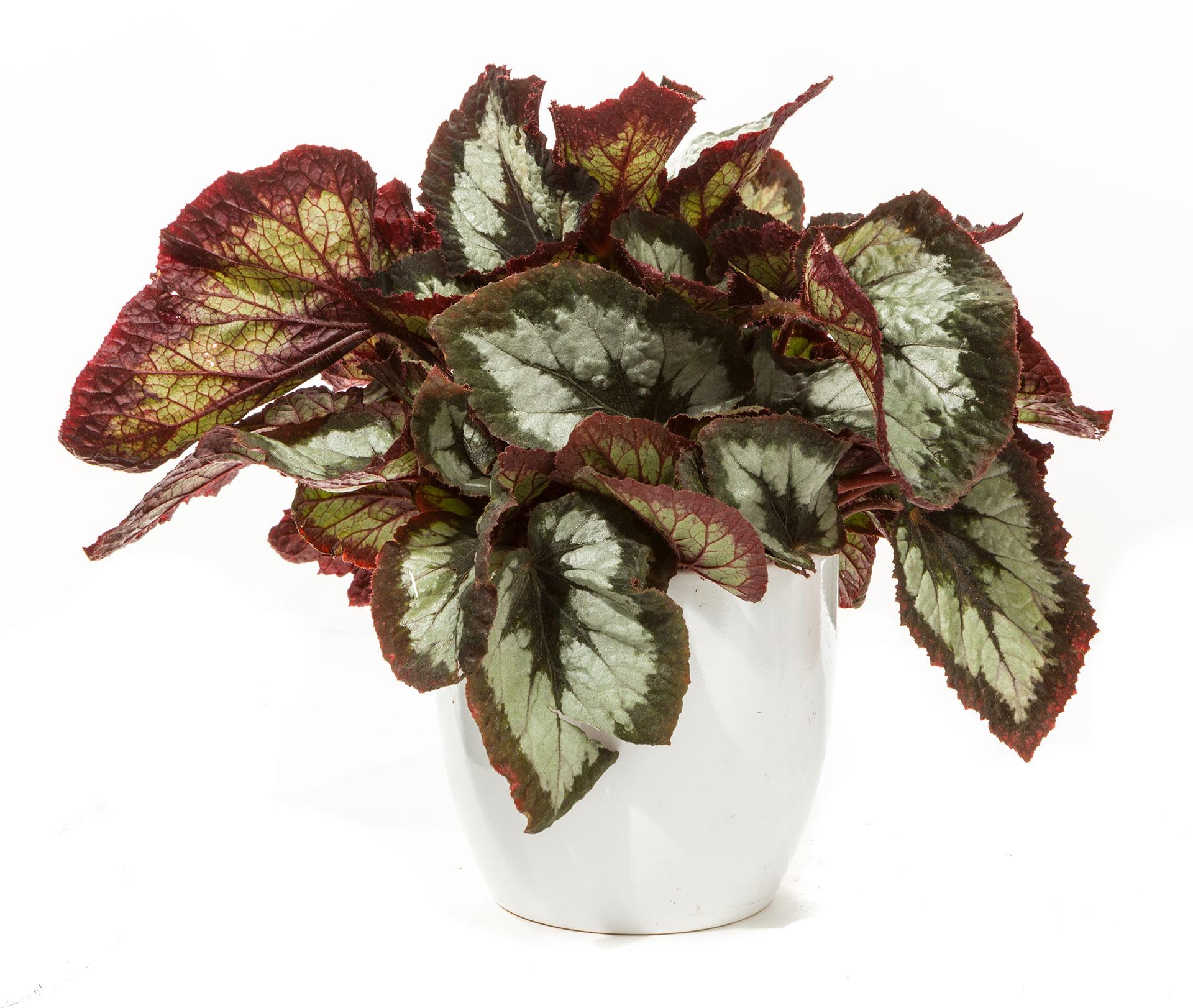 Begonia (Rex), Tuxedo