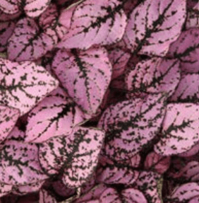 Hypoestes, Splash Select Pink