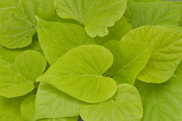 Ipomoea (Sweet Potato), Sweet Georgia Heart Light Green