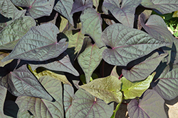 Ipomoea (Sweet Potato), Sweet Georgia Heart Purple