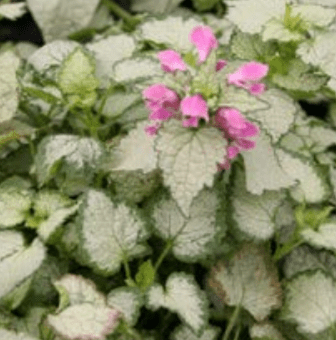 Lamium, Beacon Silver