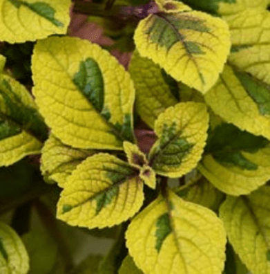 Plectranthus, Guacamole