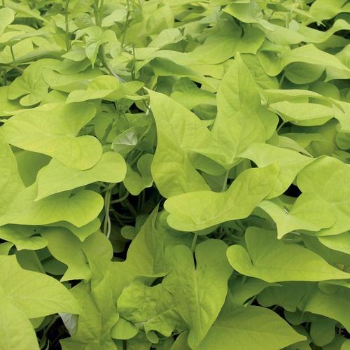 Ipomoea (Sweet Potato), Margarita