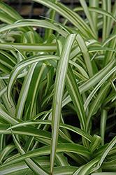 Spider Plants