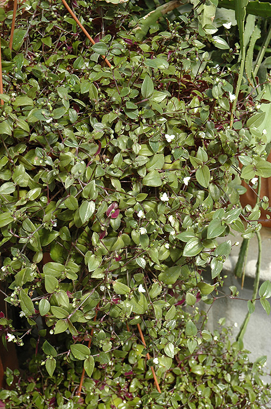 Tradescantia, Tahitian Briadal Veil