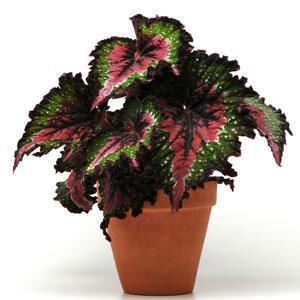 Begonia (Rex), Watermelon