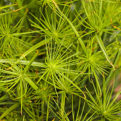 Cyperus, Queen Tut