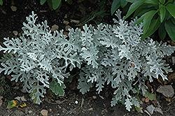 Dusty Miller, Silver Dust