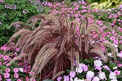 Grasses, Fireworks