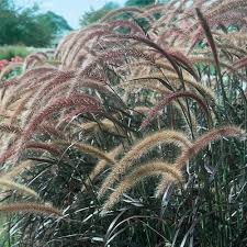 Grasses, Purple Fountain