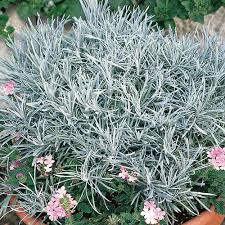 Helichrysum, Icicles