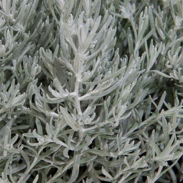 Helichrysum, Silver Stitch
