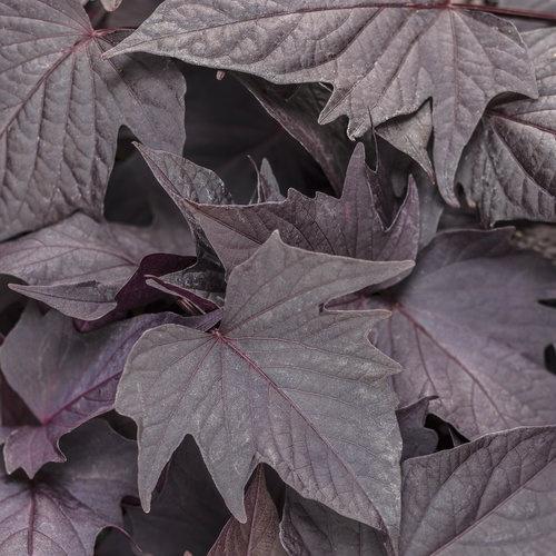 Ipomoea (Sweet Potato), Sweet Caroline Bewitched After Midnight