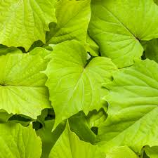 Ipomoea (Sweet Potato), Sweet Caroline Bewitched Green W/ Envy