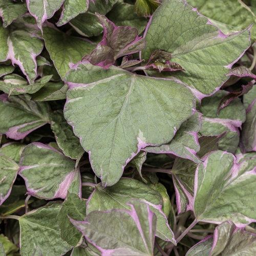 Ipomoea (Sweet Potato), Tricolor