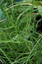 Juncus, Spiralis