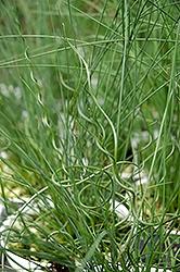 Juncus, Twisted Arrows