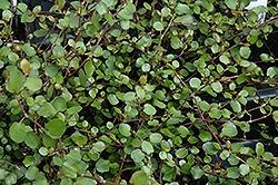 Muehlenbeckia, Creeping Wirevine