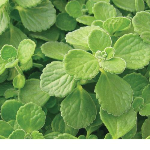 Plectranthus, Cervasa & Lime