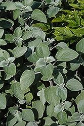 Plectranthus, Silver Shield