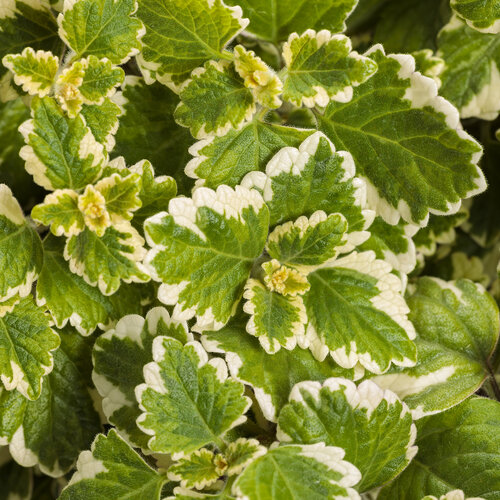 Plectranthus, Varigata