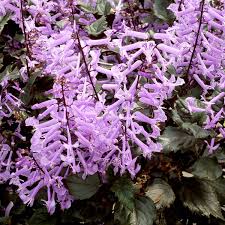 Plectranthus, Velvet Elvis