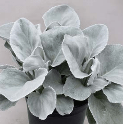 Senecio, Angel Wings