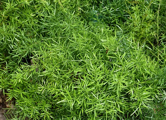 Sprengeri Asparagus Fern