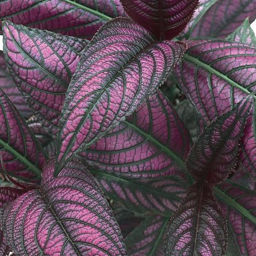 Strobilanthus, Persian Shield