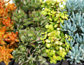 Succulents, Assorted