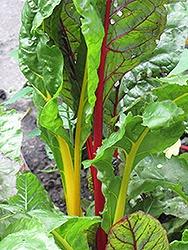 Swiss Chard, Bright Lights