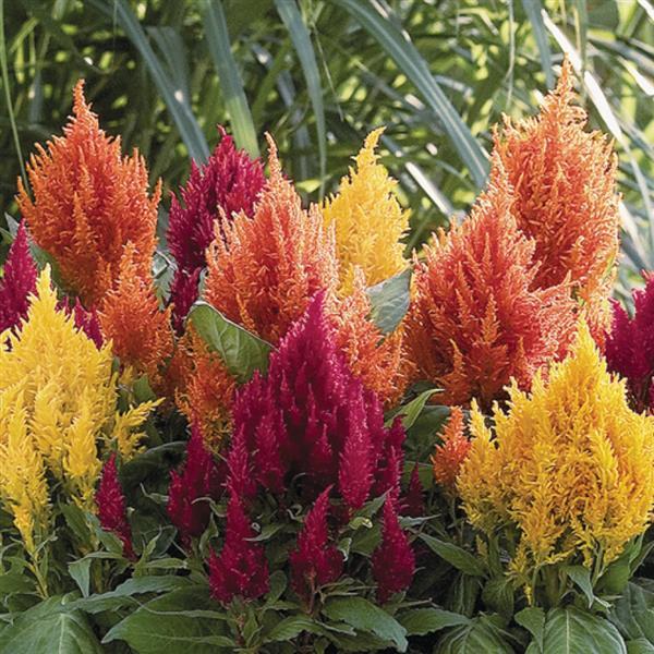 Celosia, Fresh Look Mix