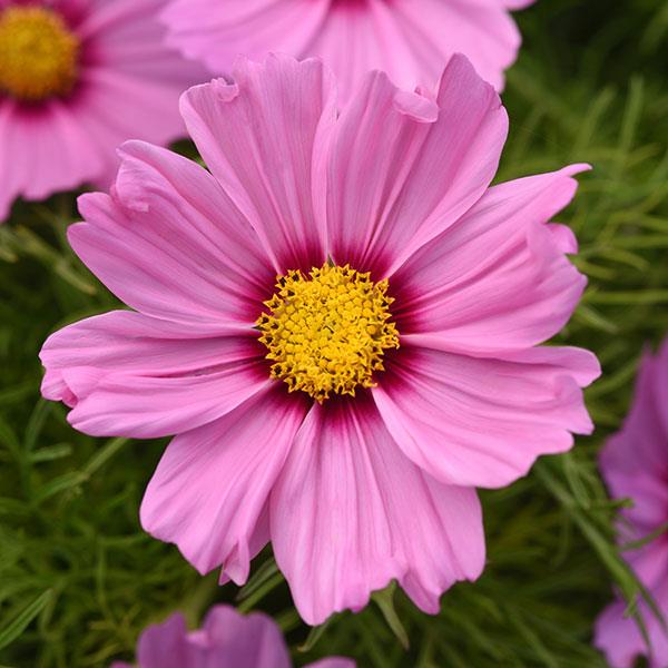 Cosmos, Sonata Pink Blush