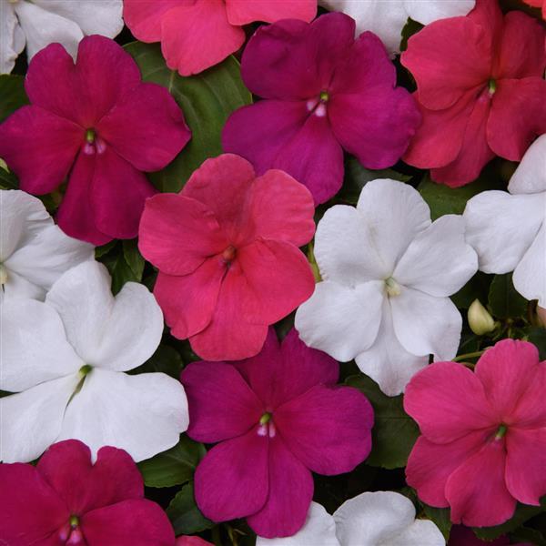 Impatiens, Beacon Portland Mix