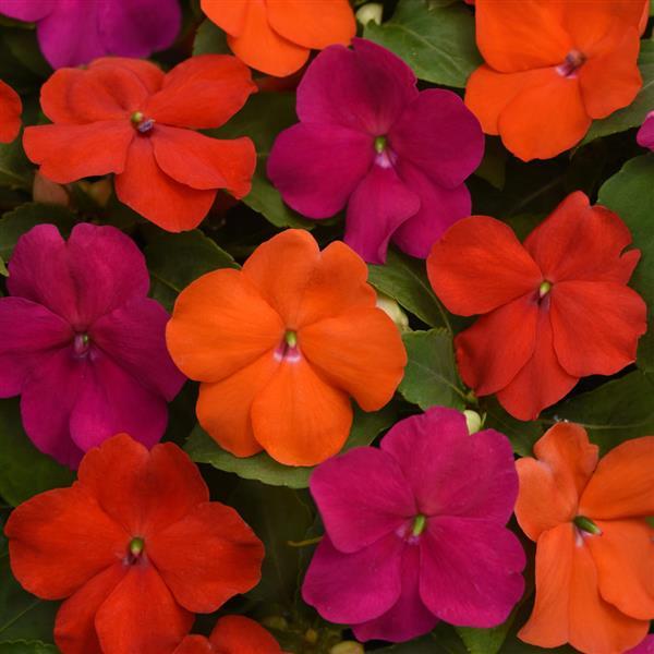 Impatiens, Beacon Sanibel Mix