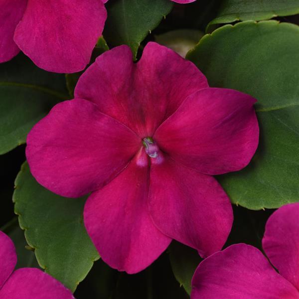 Impatiens, Beacon Violet Shades