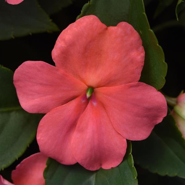 Impatiens, Beacon Coral