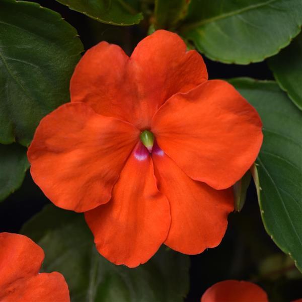 Impatiens, Beacon Orange