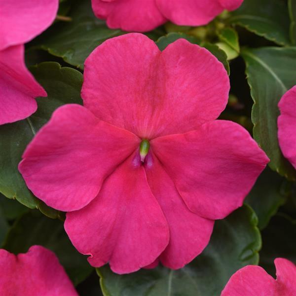 Impatiens, Beacon Rose