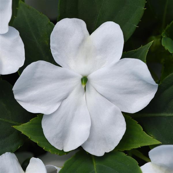 Impatiens, Beacon White