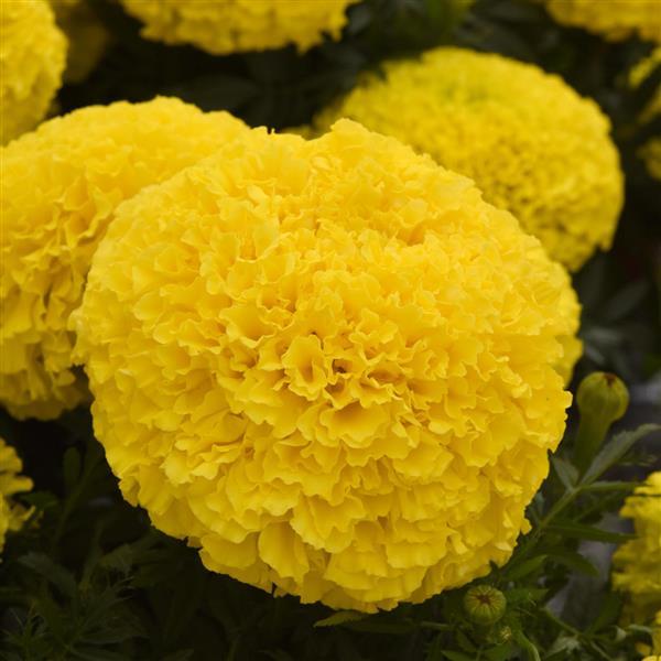 Marigold, Marvel II Yellow