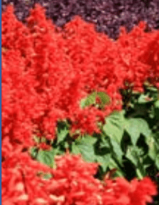 Salvia, Vista Red