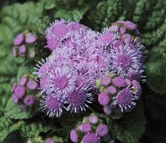 Ageratum, Aloha Blue