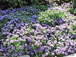 Ageratum, Horizon Blue