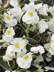 Begonia, Bada Bing White