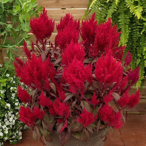 Celosia, Dragon's Breath