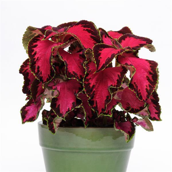 Coleus, Chocolate Covered Cherry